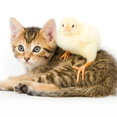 Contact Coastal Valley Veterinary Services, LLC  - kitten with chick