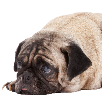 sad pug dog