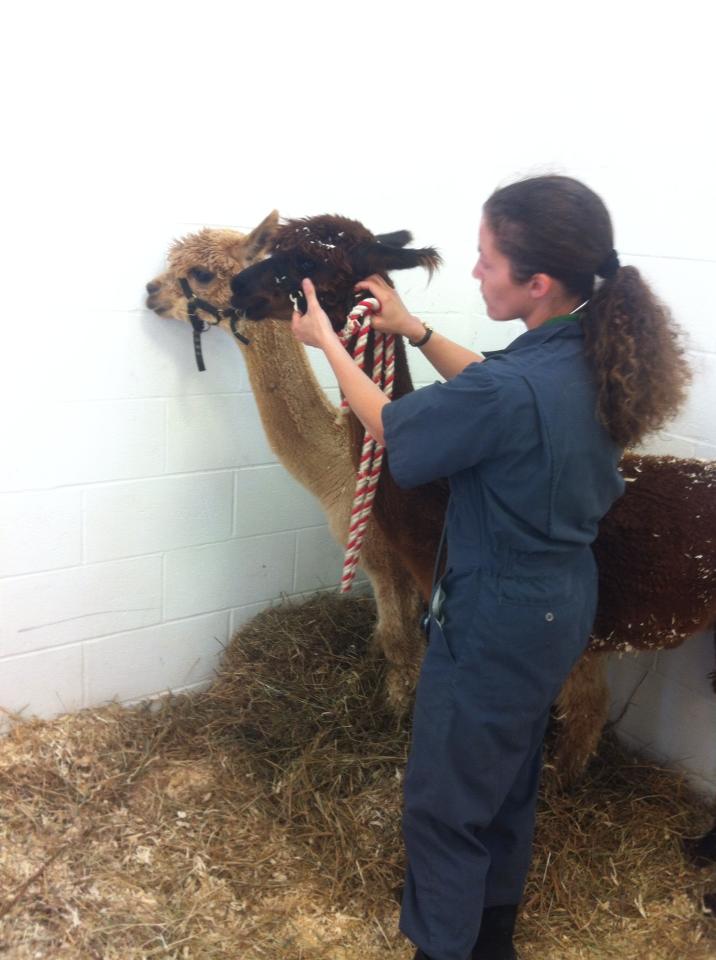 Alpaca Exam